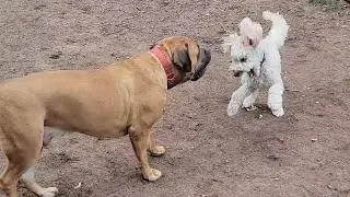 Attempting to exhaust a tireless puppy 🐶 Feat. Mac Goldendoodle