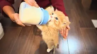 Котенок потерял маму, замерзал и был голоден... Я не смог сказать «нет»