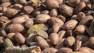 The Pecan Orchard