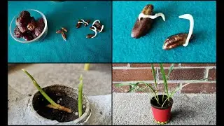 How to grow a date palm tree from seeds | date seed germination | growing date palm procedure