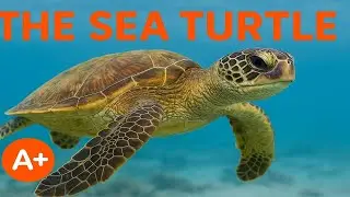 Sea Turtle Facts for Kids | Life in the Ocean | Science for Kids