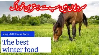 What should horses eat in winter | سردیوں میں گھوڑوں کی سب سے اچھی خوراک| Info | Malik Horse Farm
