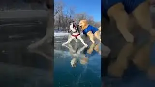 First time on ice&hellip; instant chaos.