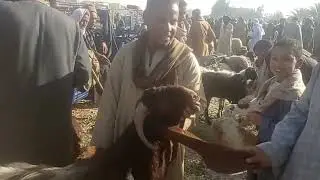 اسعار الغنم والماعز من داخل السوق اسنا محافظه الاقصر بتاريخ 31/1/2026 خش وشوف بنفسك 