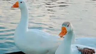 The Cutest Duck Ever! | Funny & Lovely Duck Clips