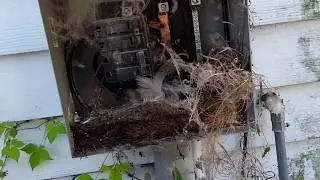 🐤🔥Wildlife BIRDS Nesting in Main Breaker BOX #FIRE #HAZARD#birds#shocking#electric#realestate