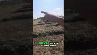 Hay Cutting: Farm Life Explained in Seconds! #HaySeason