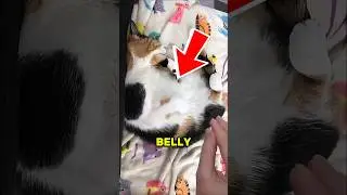Why You Should NEVER Rub a Cat's Belly
