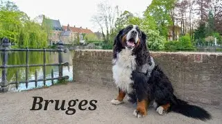 A Virtual Walk in Bruges with Bernese Mountain Dog