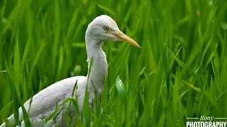 The intermediate egret