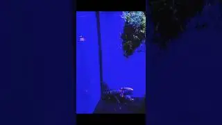 La Benbalek Team au Poisson d'Or  le Temple de l'Aquariophilie 🐠 ON ACH&Egrave;TE DES PIRANHAS 😱 !