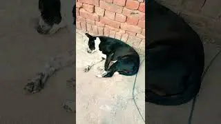 Dog funny shorts 🐕😂#dogcoach #familydogbreeds #shortsfeed #funny #familypet #dog #viral #cute