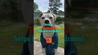 Dogs Eating Sticks Can Be SERIOUS #petwarning #doghealth #shorts