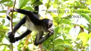 Endangered Primate Rehabilitation Programme
