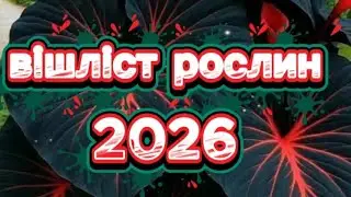 РОСЛИНИ МРІЇ 2026🎄☃️❄️💚🌿