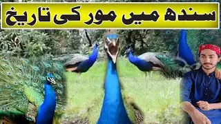 History of Peacock in Sindh&mdash;Cultural Symbol, Natural Heritage and Historical Background