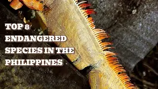 TOP 8 Endangered Species in the Philippines