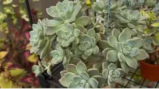 SUCULENTAS NO TEMPO E NA COBERTURA #suculentas #plantas #flores 