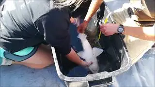 Oceans Research: tag and release fishing