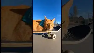 Тони Хоук? Нет, Тони КОТ 🛹😸 #ai #cat #skateboarding