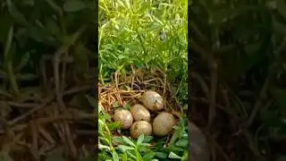 Burung tikusan sawah bertelur #shorts #burung#burungtikusansawah #shortvideo#telur