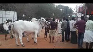 Powerful Ongole Bulls Fashion Show and Display During Ongole Bulls Race in Vijayawada Andhra Pradesh