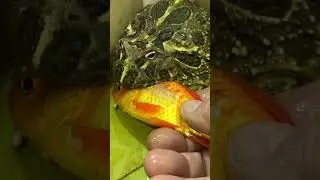 食べてないのにゴックンして終わりなツノガエル2026.1.12#frog #pacmanfrog #クランウェルツノガエル #ツノガエル #カエル