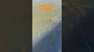 belajar mancing di spot banyak ikan #mancing #tutorialmancing #spotmancing #tipsmancing
