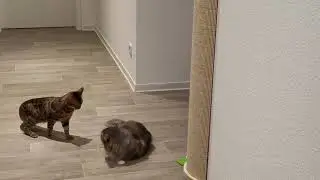Bengalkatze klärt Rangordnung