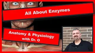All About Enzymes:  Anatomy and Physiology
