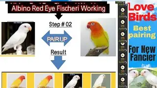 How to produce Albino Fisheri Red Eyes in cheap rates