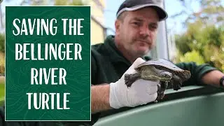 How Taronga Zoo and its Partners are Saving the Bellinger River Turtle