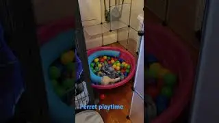 ferret ball pit