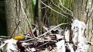 Common Flameback Woodpecker Feasting on Ants