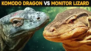 Are Komodo Dragons Just Big Monitor Lizards?