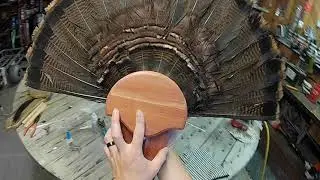 Turkey Fans | Mounting on Plaques