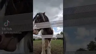 Horse behaviour, horse training, Clicker Training with @leequestriannorfolk