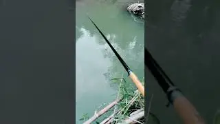 mancing ikan putihan #fishing #mancingikanputihan #mancingmania #ikansungai#mancingikanliar
