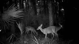 Tosohatchee WMA
