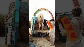 Big camel loading into the truck #animals #camel #shorts #camelride