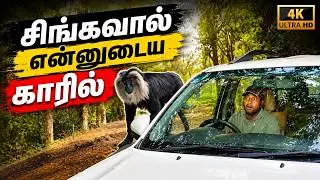 🔥காரிலேயே சிங்கவால் குரங்கு | வால்பாறை → டாப்ஸ்லிப் காடு பயணம் 🚗🌿 @SimbaaVlogs