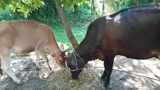 Learn Family Sounds Animalsa : Cow,Hens,Pig,Chicks,Rabbit,Monkey,Duck