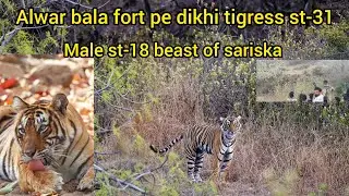 alwar fort pe dikhe 2 tiger male st-18 & female st-31