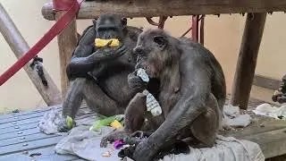 Hananya's House At Monkey World Ape Rescue Centre