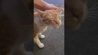 Ginger cat + head rubs = Pure bliss. #FelineFinePaws #cat #catslife #catoftheday #catlovers #cats