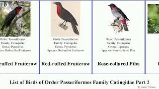 List of Birds of Order Passeriformes Family Cotingidae Part 2 cotinga fruiteater piha festiva