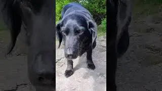 DOGS TEACH US TO LOVE