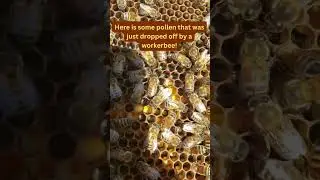 What do honeybees do with the pollen on their legs