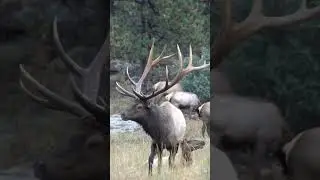 Bull Elk Bugle and Mounts Cow Elk During Mating Season | Elk Rut #shorts