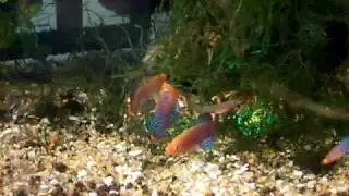 Killifish Nothobranchius Rachovii Beira 98 [6 weeks old] in 20 gallon Fishtank